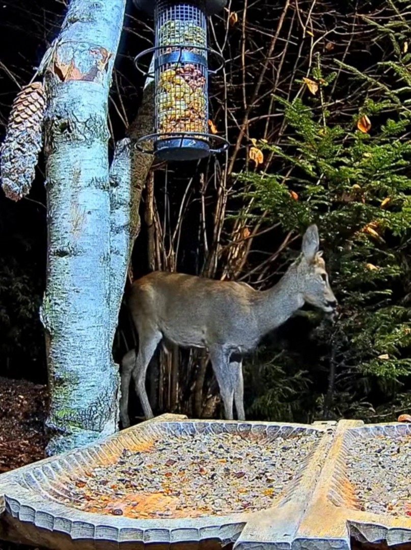 livebirdspoland_207f38c0c070fa281b0ed74250fd0d02.jpg