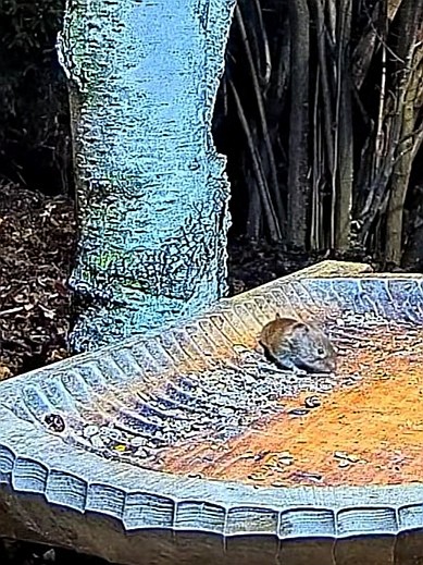 livebirdspoland_e0ed31f423b2e6904ac9f03eb699fee3.jpg