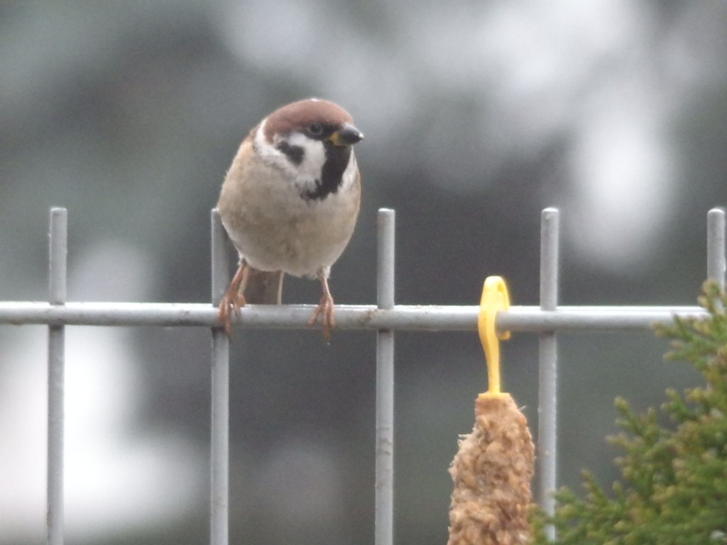 livebirdspoland_85270d748880b6abab4b439c74ba7750.jpg