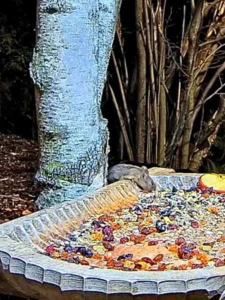livebirdspoland_653081a07690995923b3cf158c882d39.jpg