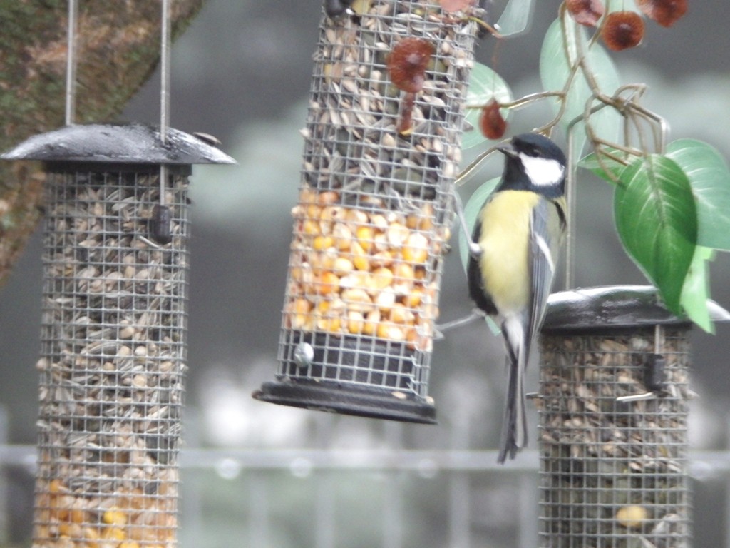 livebirdspoland_4a82a9bec2f589e13dcdb3118b25ae8d.jpg