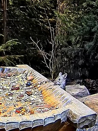 livebirdspoland_08ac41fe2e44193576dde36190f172ca.jpg
