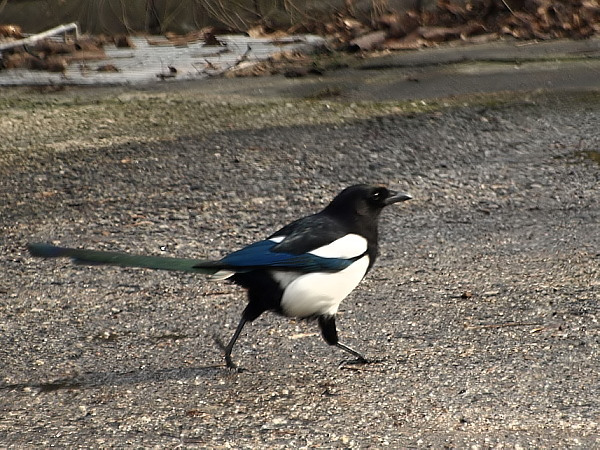 livebirdspoland_43a4888fe20e089dfd3bb20ddadb4cc9.png
