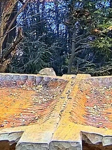 livebirdspoland_b296223fe64343bb0d6b1dc92448a6f1.jpg