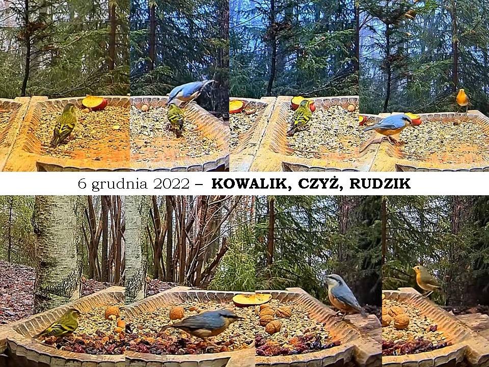 livebirdspoland_d074fed91db6c5db091b2785052d1639.jpg