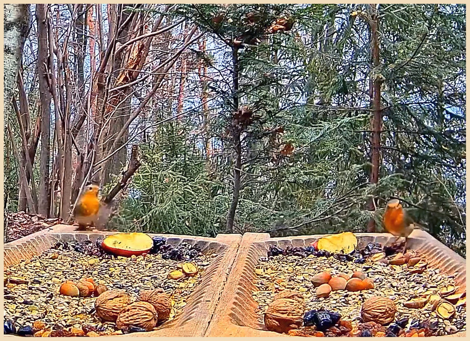 livebirdspoland_80cbc9557d9866475b5257d0bd34bc0c.jpg