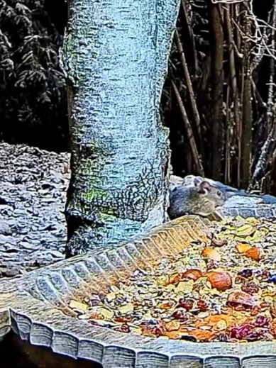 livebirdspoland_8e3b67992f903e7095490403caeab38f.jpg