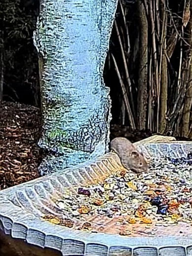 livebirdspoland_2f65e5b9b1a41bce4dedbc8b386ada81.jpg