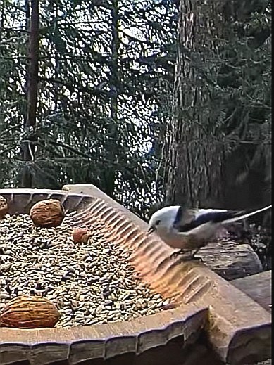 livebirdspoland_b4053f62679a7a10114226383c041e7f.jpg