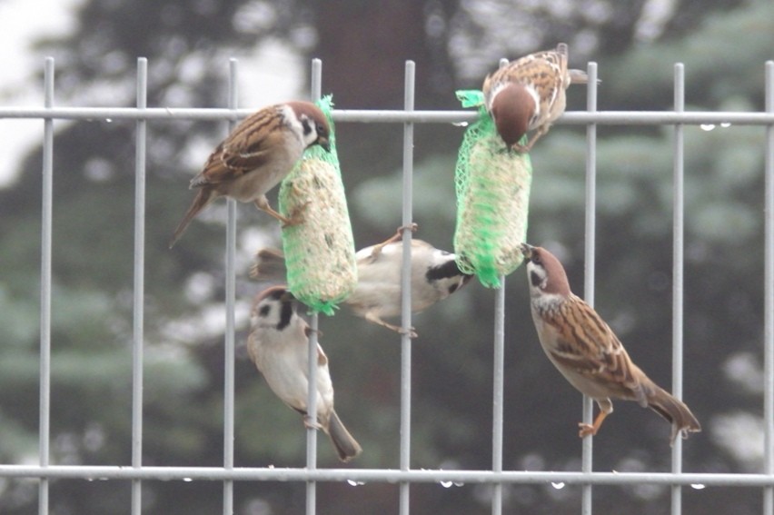 livebirdspoland_a0f863c346c66bf99ae051b30e8cfb21.jpg