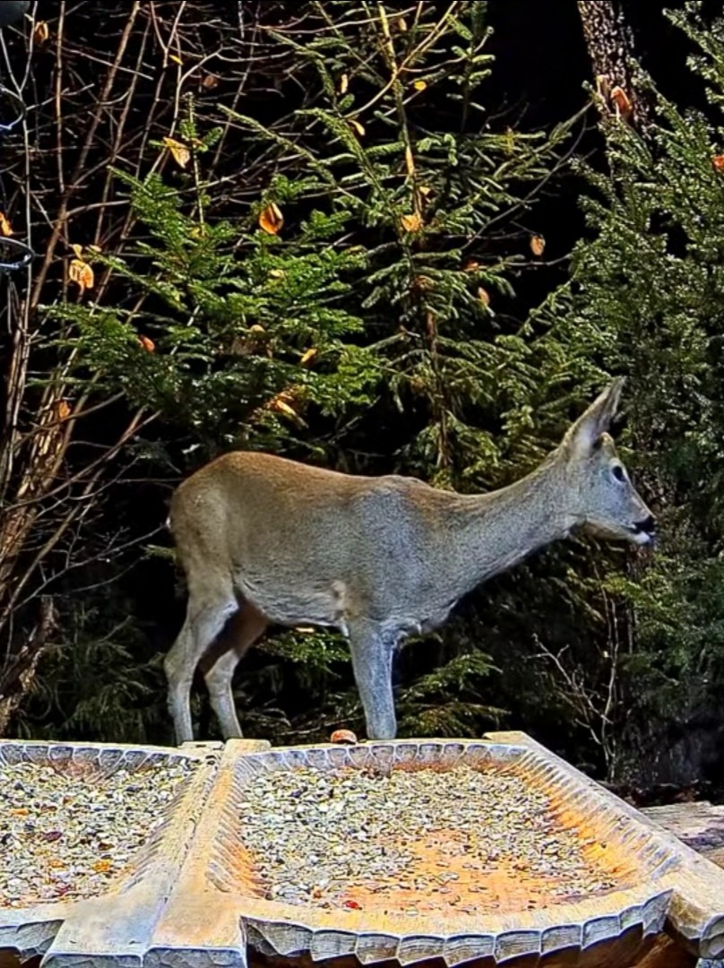 livebirdspoland_c9b11d2de334b978670ba56a886b4586.jpg