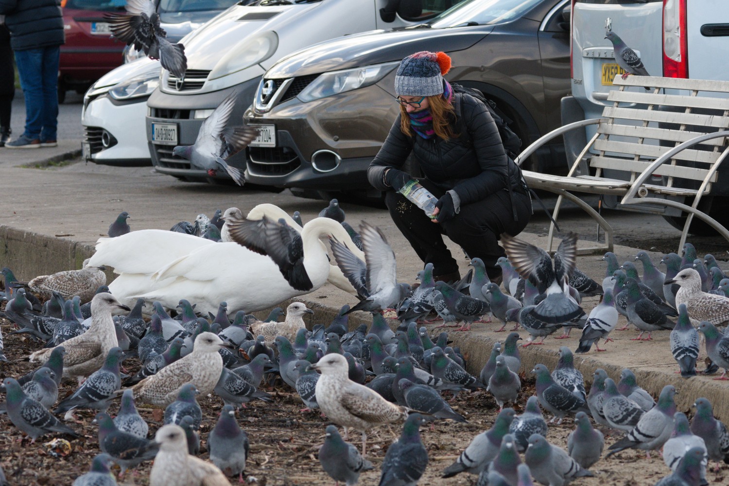 livebirdspoland_a0b0f4e7fdc72751bd224ecdf292a997.jpg