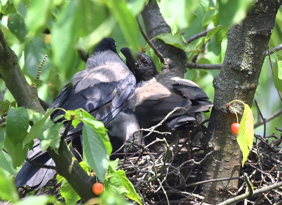livebirdspoland_784a0bf28233f5f52e61277b6d31cf19.png