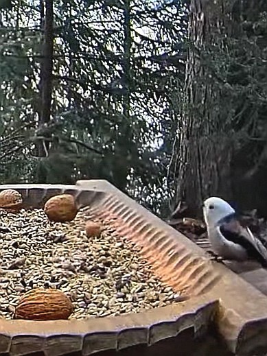 livebirdspoland_211a0472702704ef857a47a4f434d600.jpg