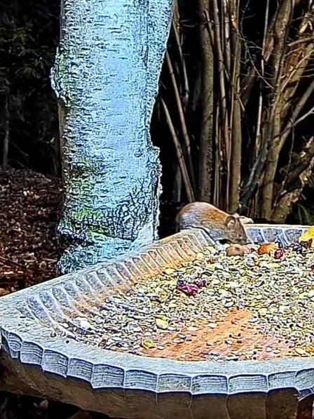 livebirdspoland_91f6143beb492ce76f9957fa0ac58100.jpg