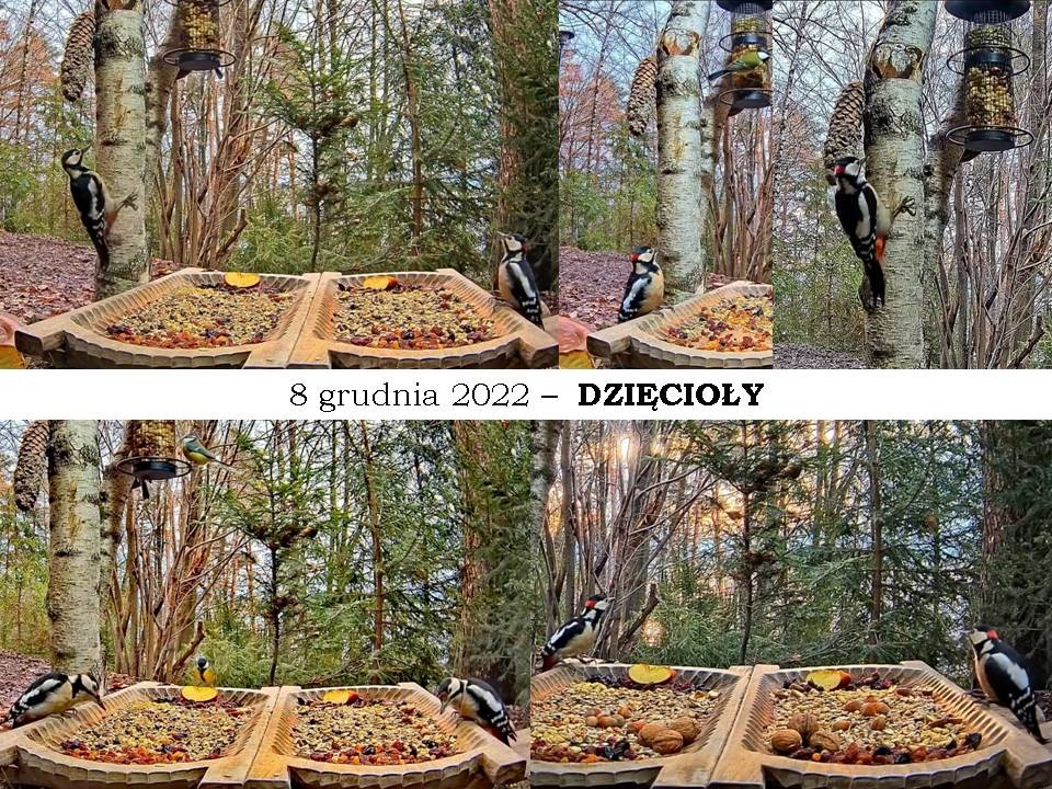 livebirdspoland_72eb28c936caad2816e5cf9542a95866.jpg