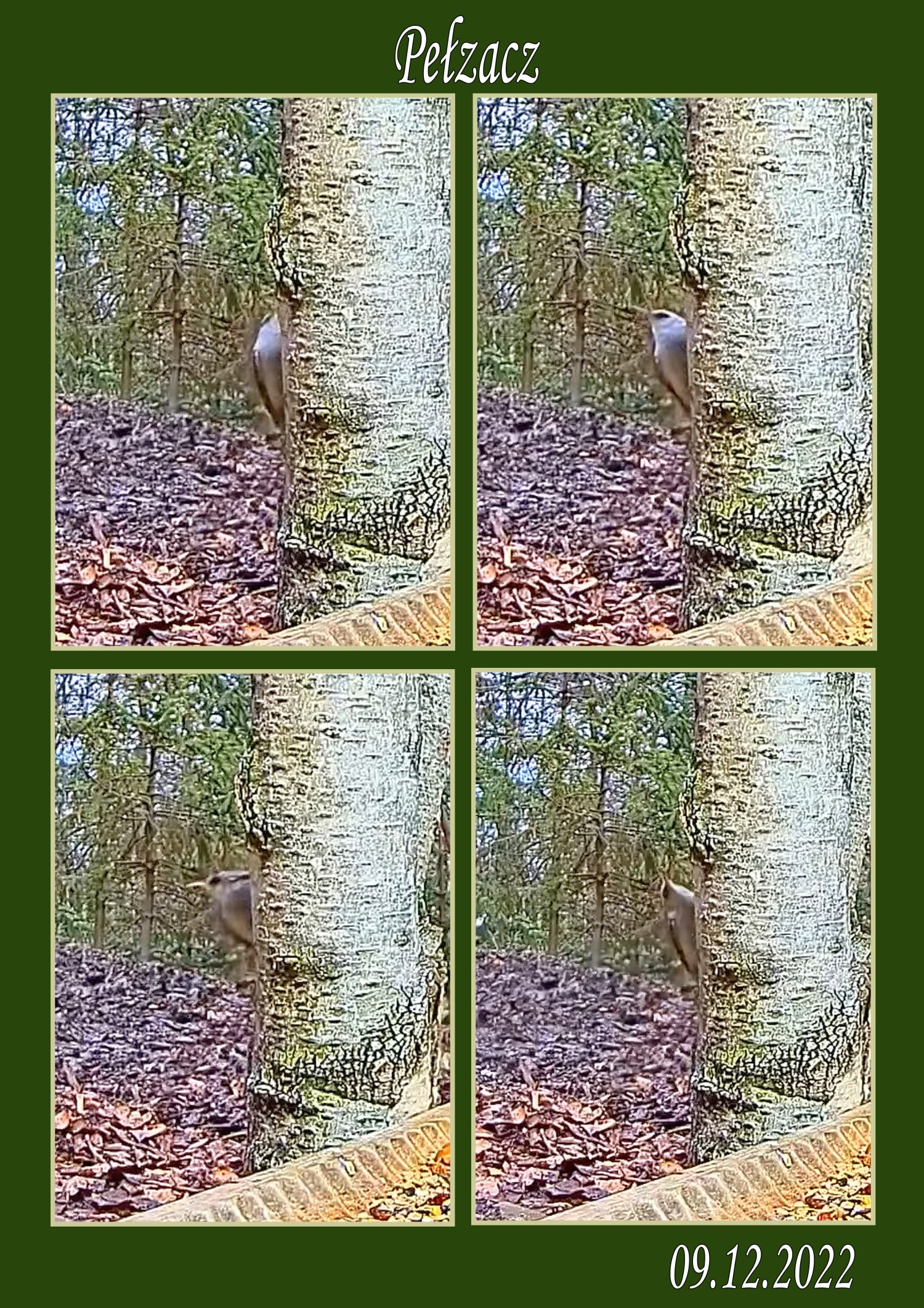 livebirdspoland_50fcf29fc929683575e29a1da439c471.jpg