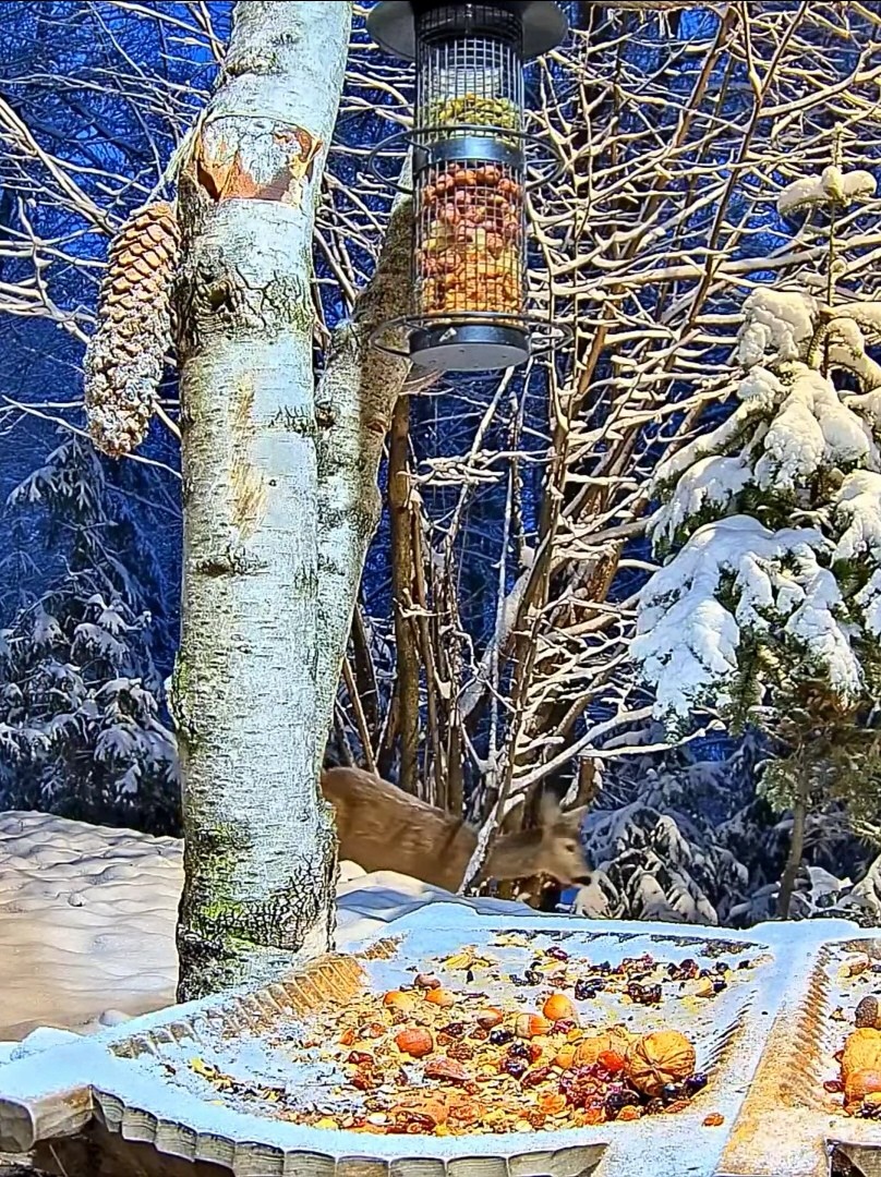 livebirdspoland_1f9d93a7f4f020b22fe191d8ef37b8dd.jpg