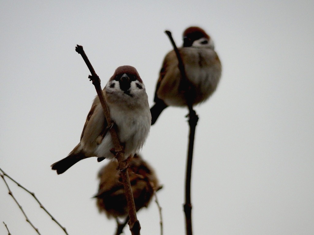 livebirdspoland_530916ba32230ee4c8ac621183e67b7f.jpg