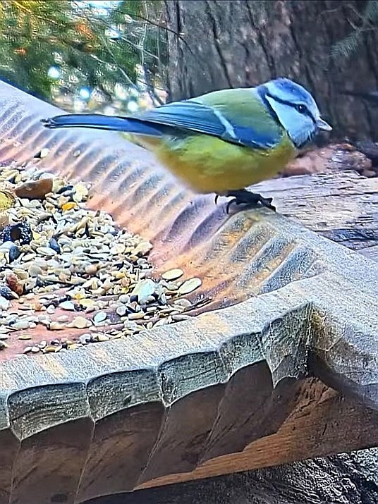 livebirdspoland_c5d27f2a9875f76b49dcb52b43939016.jpg