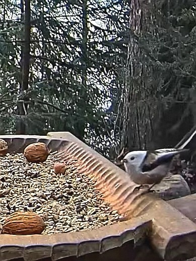 livebirdspoland_4badda73d01ddcc5f3ebd2843f74ba0d.jpg