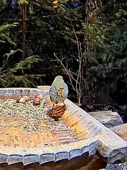 livebirdspoland_d564e20ee95f37b6708785811439e947.jpg