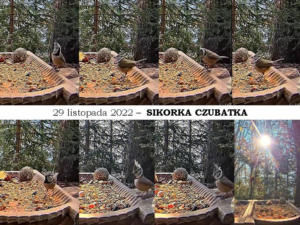 livebirdspoland_c8f3486dd11726fc11b374cd39b20367.jpg