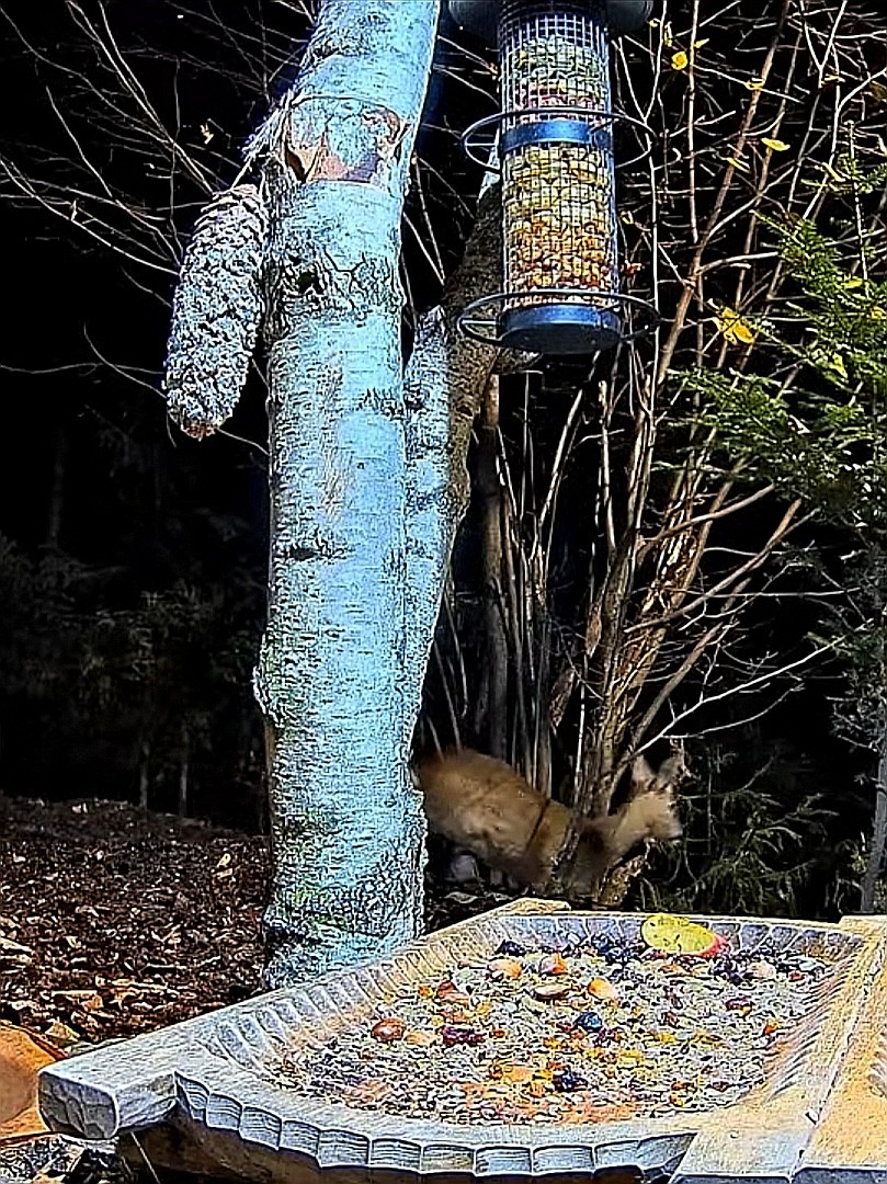 livebirdspoland_ed0fdac9e4970ce81107e4903843023a.jpg