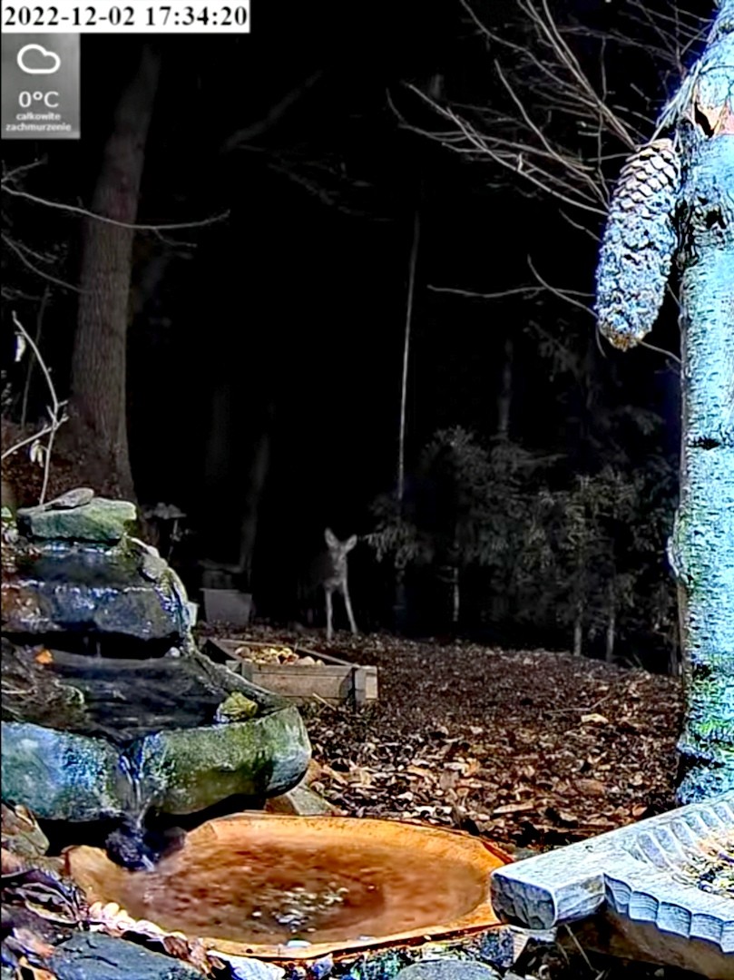 livebirdspoland_f05419b1d267ae44531af43079a50168.jpg