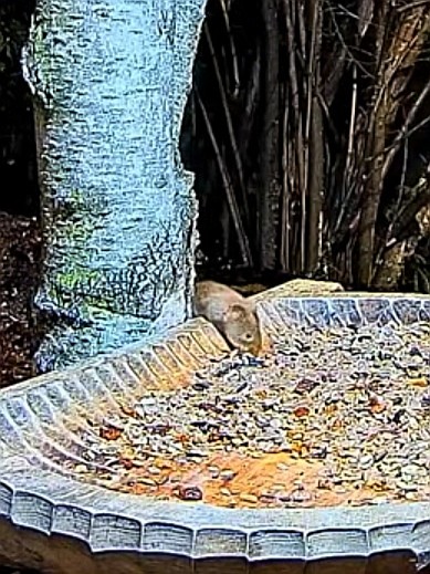 livebirdspoland_5903b72db97f652ee6f16f0f9cb97bd0.jpg