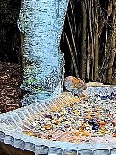 livebirdspoland_834e7dd2b445b4d6cc2c69218991c996.jpg