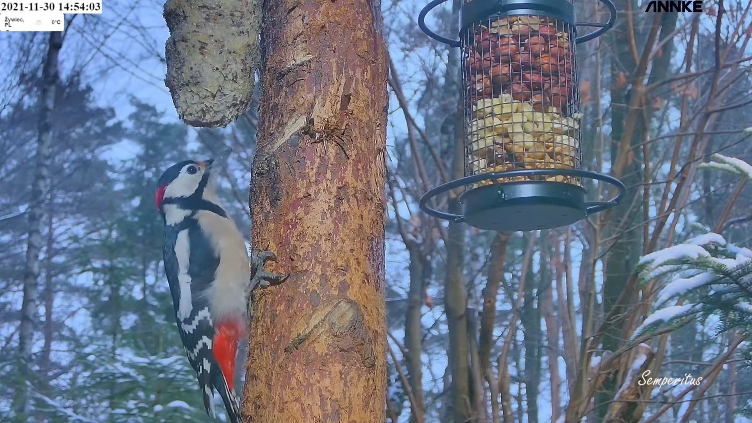 livebirdspoland_f6641074de23bf2b63b4aaee26d7d9ba.jpg