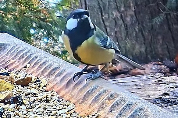 livebirdspoland_60b8851e10b29c14744ddc902d03337c.jpg