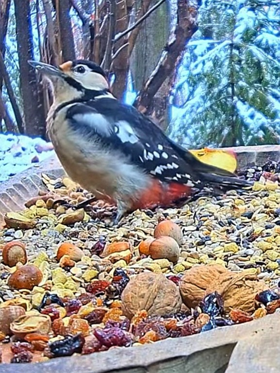 livebirdspoland_de3f6752be6193d0cc8177778e3cd4b8.jpg