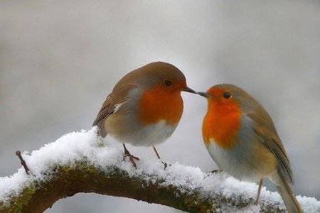 livebirdspoland_4c36ef7a34f12f5d26eda89307168cc3.jpg