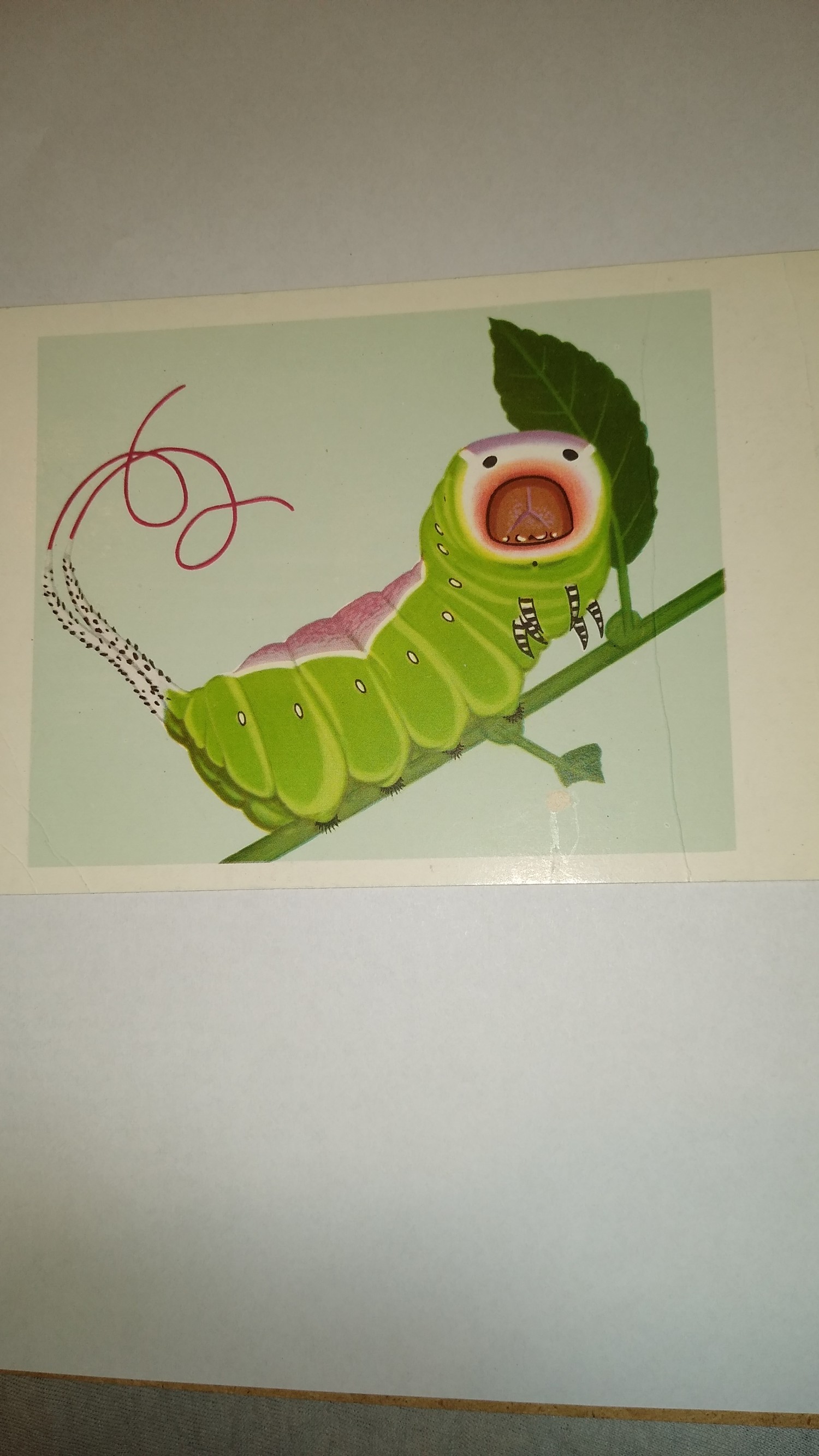 livebirdspoland_f71424a061b976d8febb1104c13113a4.jpg