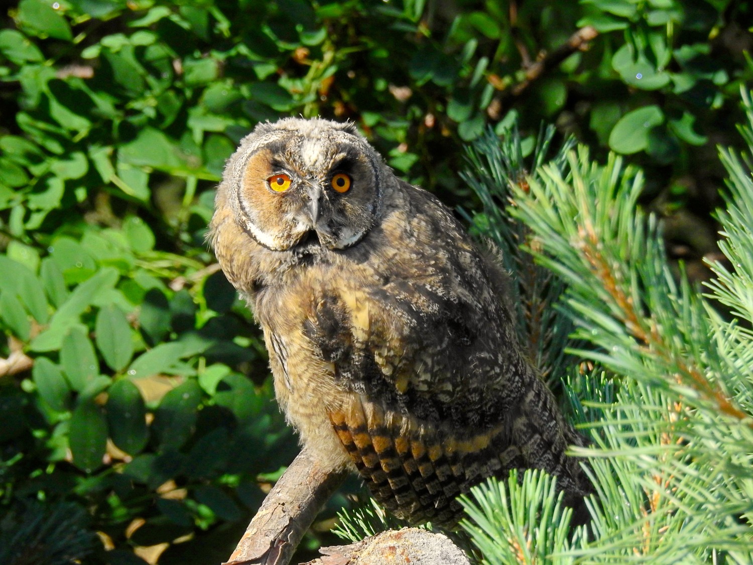 livebirdspoland_29a8ece917df295813a68fc6041af465.jpg