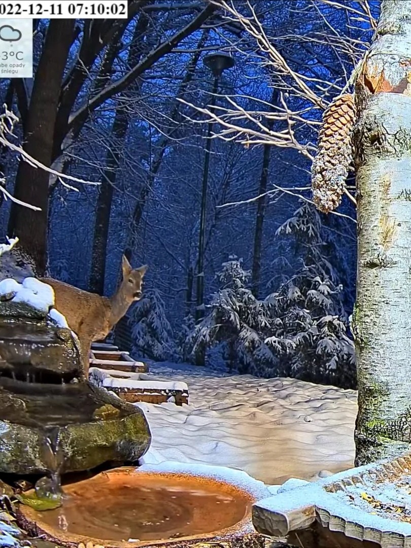 livebirdspoland_1f6d7c9987fc643a9692a9587386eb92.jpg