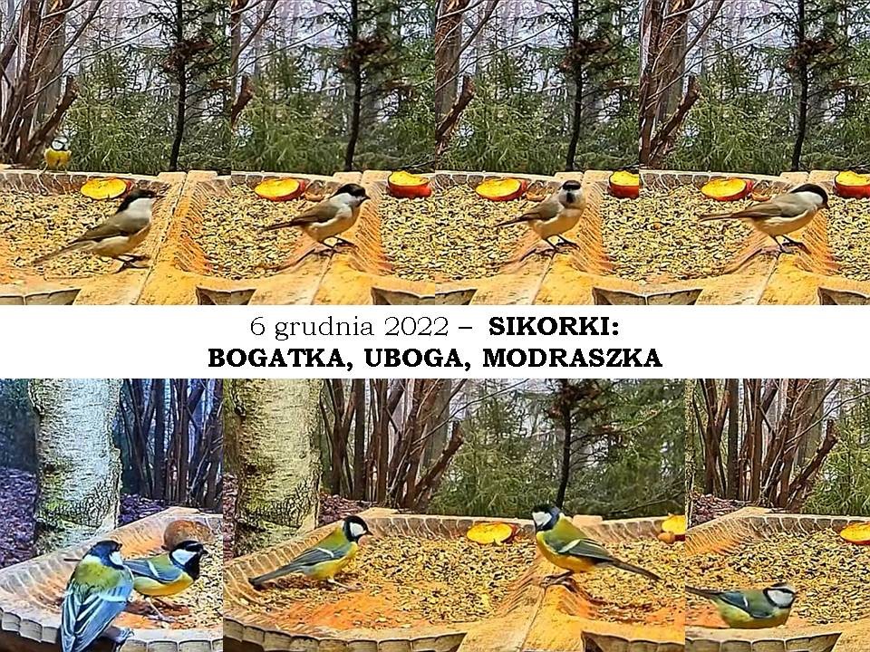 livebirdspoland_f8a7c549bfaa77ddce3e2b50944bcb94.jpg