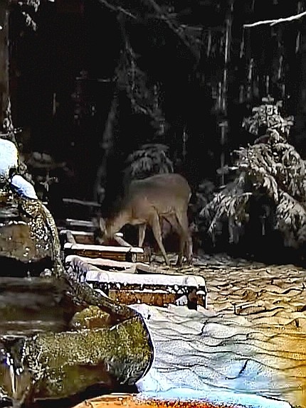 livebirdspoland_142f66b07a034c09c0b005bac6a3ce17.jpg