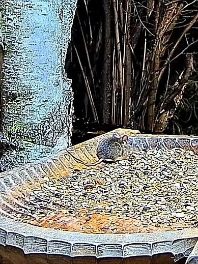 livebirdspoland_0f4be97add8331a5c41cd1b3a69554f9.jpg
