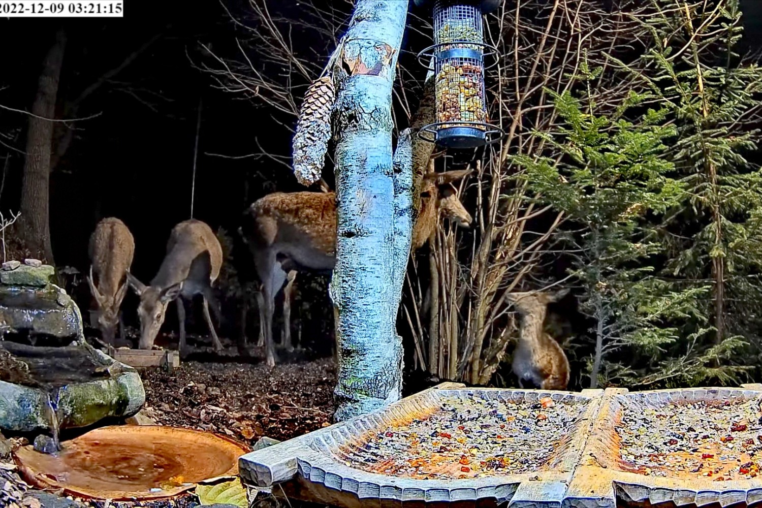 livebirdspoland_df3489a3c430f5948670105b46383355.jpg