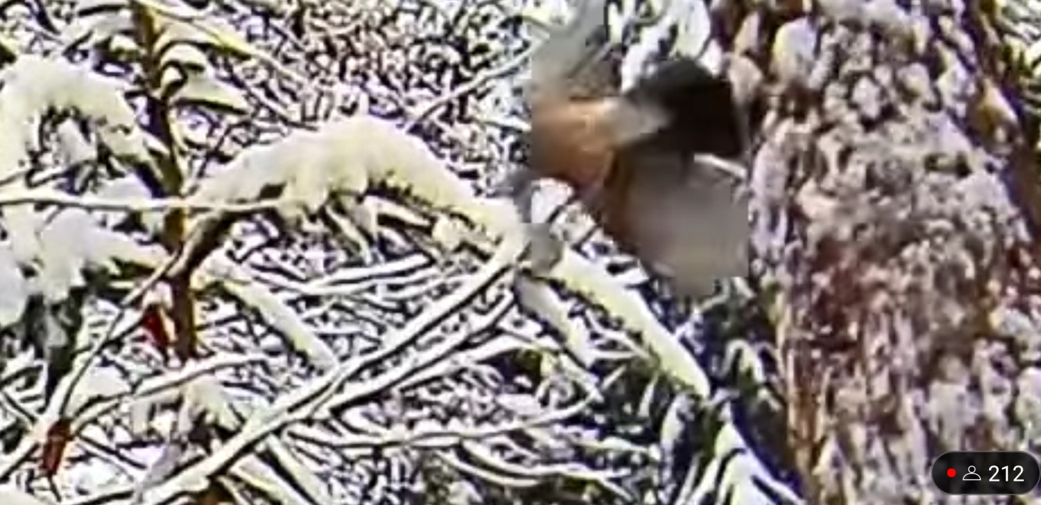 livebirdspoland_f0ad2ff1cfead71819da23e36ff98c2e.jpg