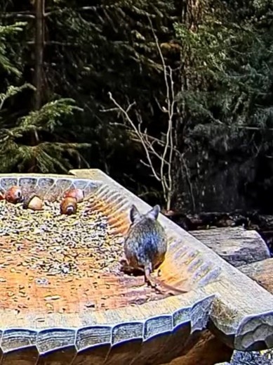 livebirdspoland_5b10e888c03e7ccccb0562ddaad9c9f5.jpg