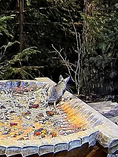 livebirdspoland_b1ad63dc069454ebe776460651252136.jpg