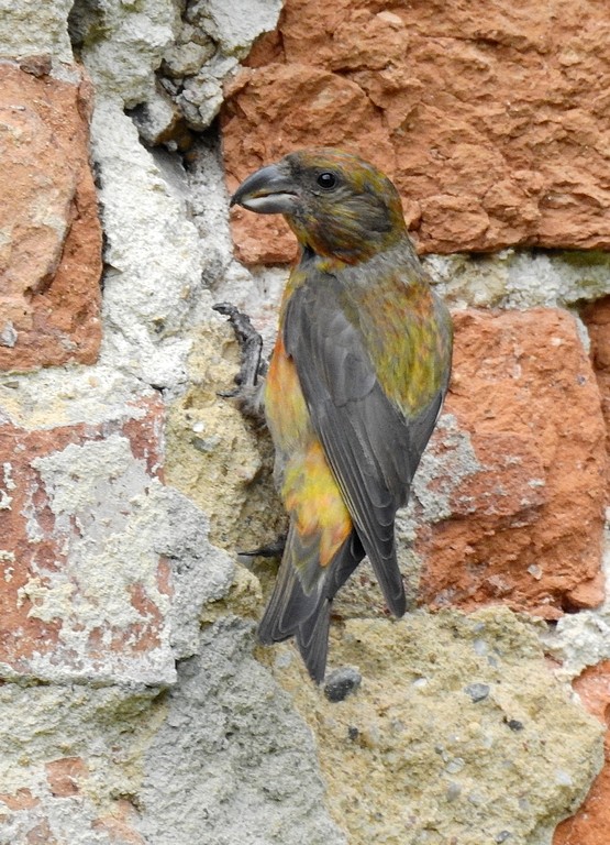 livebirdspoland_ae53c9b899bbeca1b7617506dd50e931.jpg