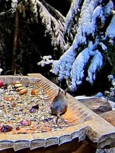 livebirdspoland_233358b2d2e830c92398e5597b302ae3.jpg