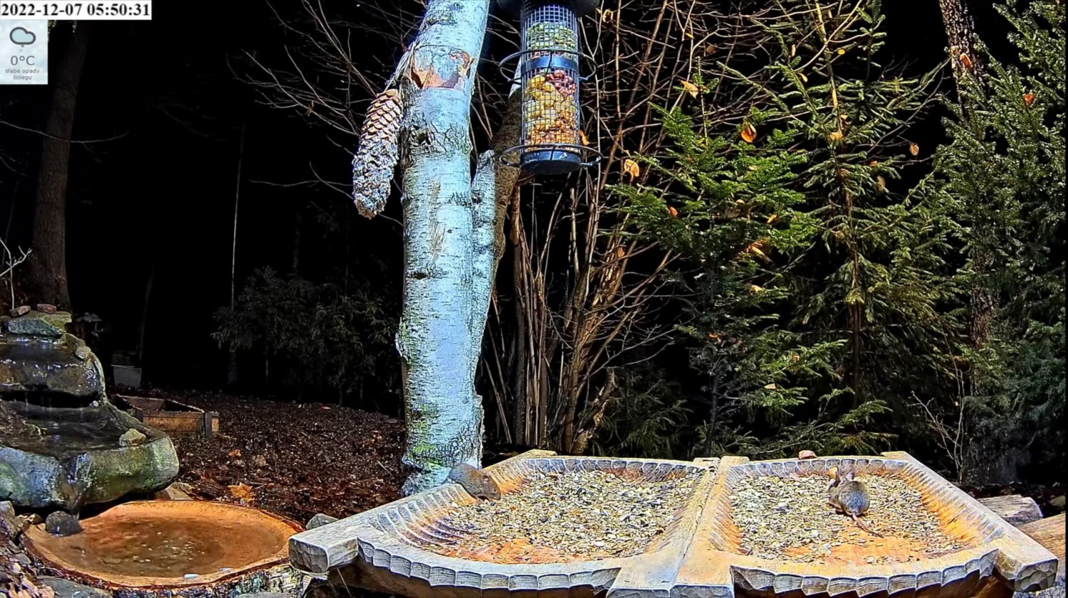 livebirdspoland_12a0b0135438e37143342e8306b0553d.jpg