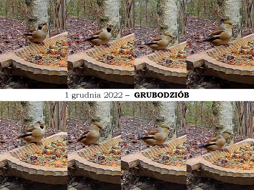 livebirdspoland_a40ec5e5ae9bc67bd230e8b938b2bda4.jpg