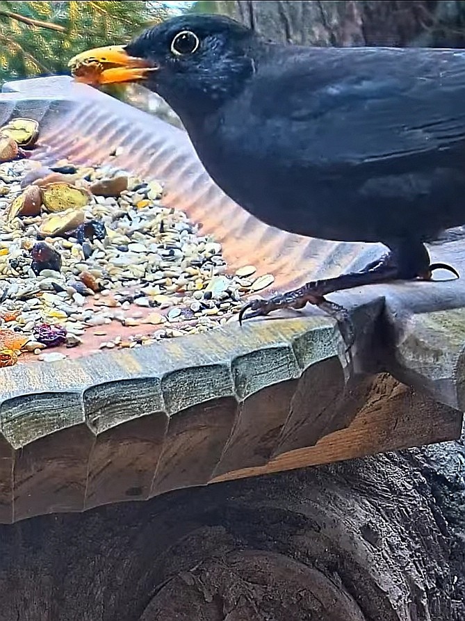 livebirdspoland_779f0a54ee561c9f4a828b4cf4d8563c.jpg